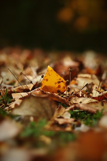 法尔的隔扣 法尔的隔扣